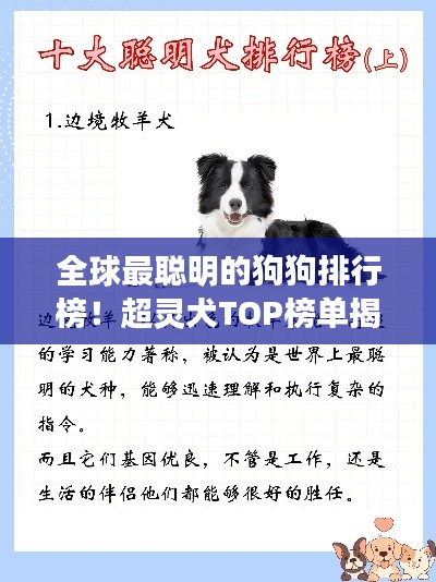 全球最聪明的狗狗排行榜！超灵犬TOP榜单揭晓！