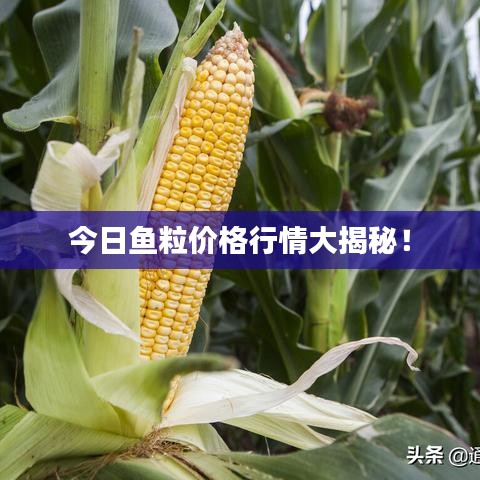 今日鱼粒价格行情大揭秘！