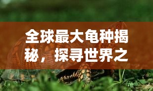 全球最大龟种揭秘，探寻世界之最龟种，百度收录不容错过！